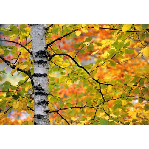 Michigan, Upper Peninsula Birch trees in autumn